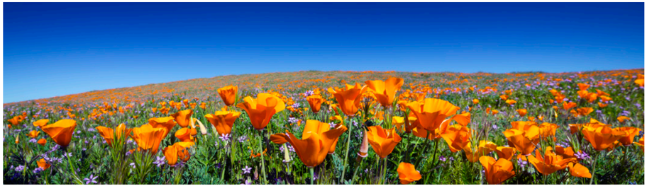Eco-Responsible Printing from Lexmark with Energy Management and Paper-Saving Features
